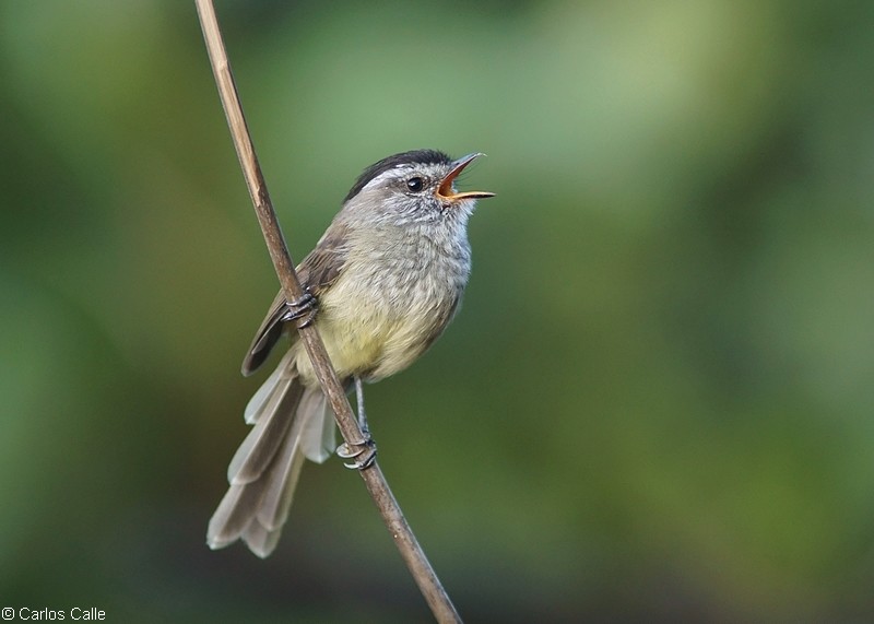 Unstreaked Tit-tyrant
