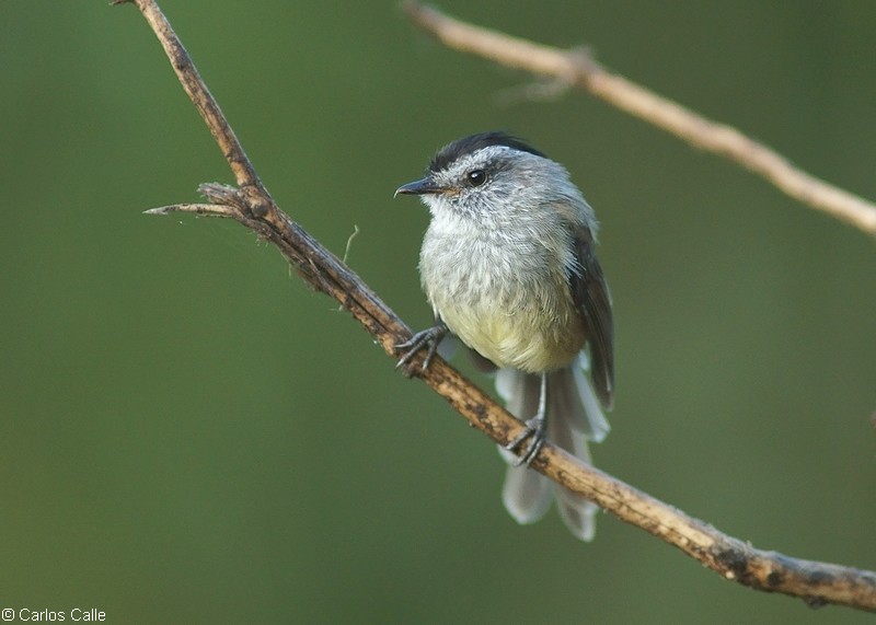 Unstreaked Tit-tyrant